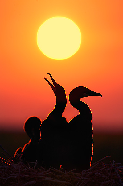 Cormorant Dawn