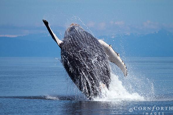 Humpback Whale Breach 105, Frederick Sound, Alaska