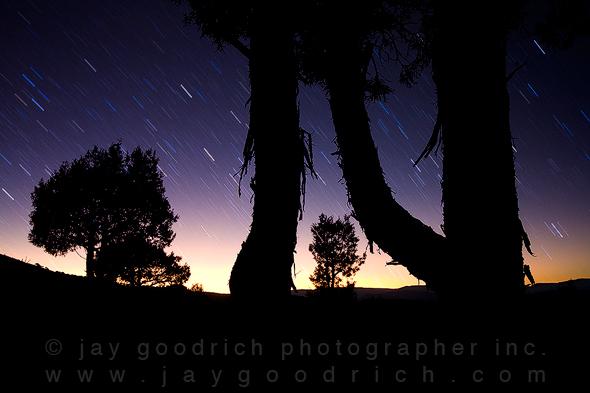 Star Trails over Pinyon Pine, Eagle, CO by Jay Goodrich