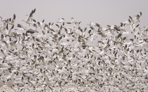Ross' geese taking flight yesterday at Merced National Wildlife Refuge