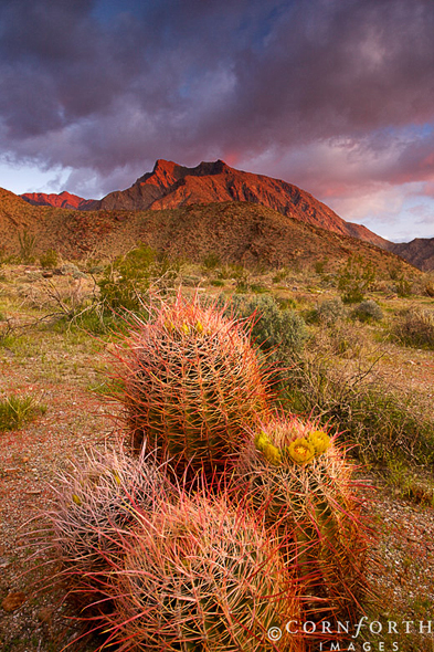 Anza Borrego Barrel Cactus Sunrise 1, Anza Borrego Desert State Park, California