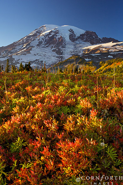 Mazama Ridge Fall Colors 1, Mount Rainier National Park, Washington