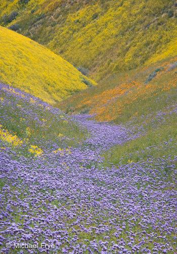 Wildflowers in the Temblor Range, Spring 2010