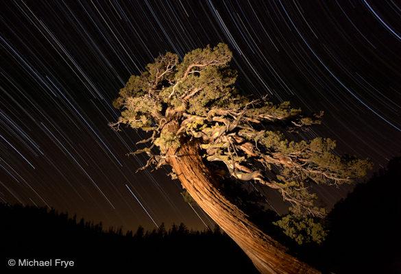 Juniper and star trails near Olmsted Point, Yosemite National Park