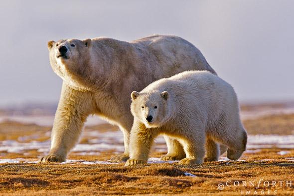 Barter Island Polar Bears 08, Arctic National Wildlife Refuge, Alaska