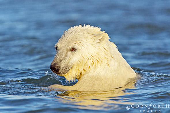 Barter Island Polar Bears 35, Arctic National Wildlife Refuge, Alaska