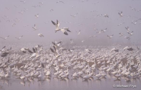 1. Ross's geese taking flight in the fog