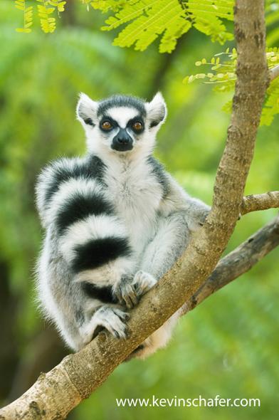Mouse Lemur Hybrids
