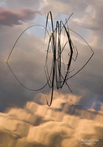 Reeds and Cloud Reflections no. 1