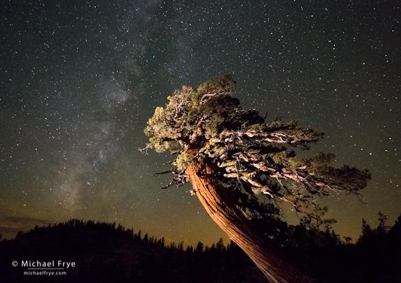 Sierra juniper and the Milky Way, Olmsted Point, Yosemite