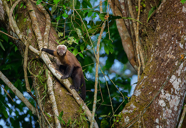 Brown capuchin monkey by Ian Plant