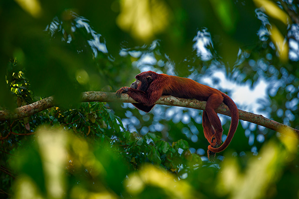 Red howler monkey by Ian Plant