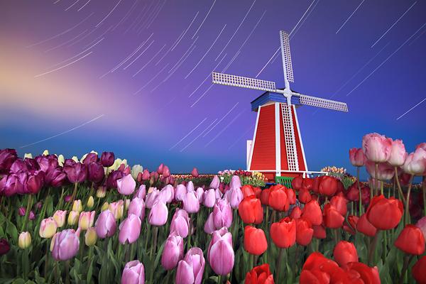 Long exposure nighttime startrails windmill tulips Oregon wooden shoe tulip farm