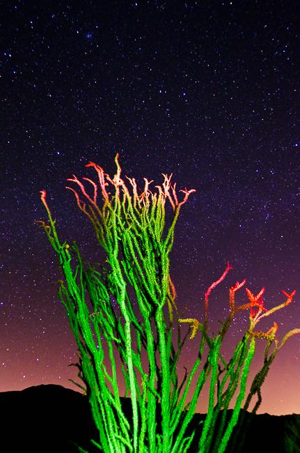  Ocotillo under the Milky Way, Anza-Borrego Desert State Park, California, Night Exposure, Stars, twilight, summer, light painting