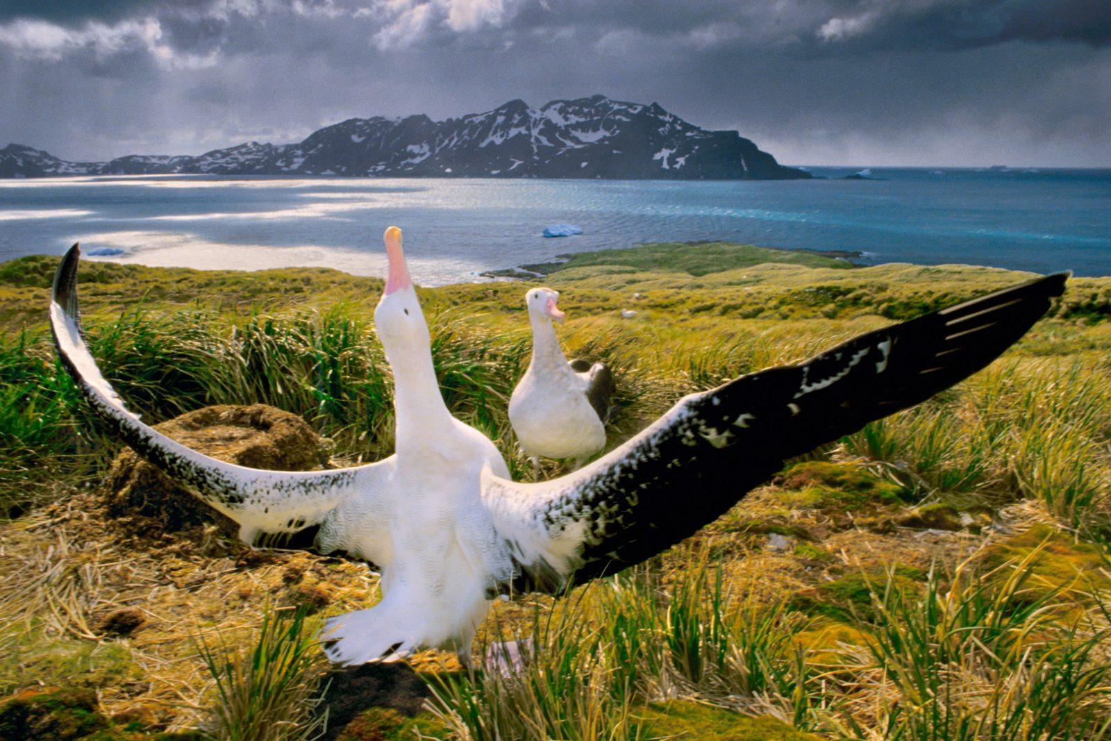 Wandering albatrosses courting, Diomedea exulans, South Georgia Island