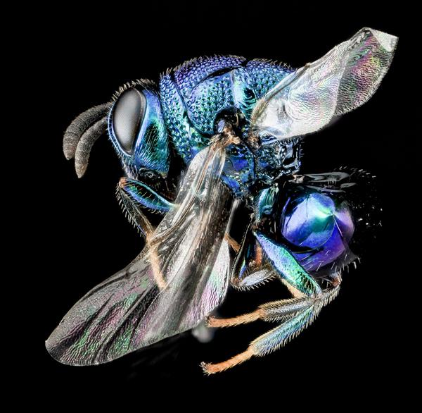 focus stacking stacked composite macro insect photography