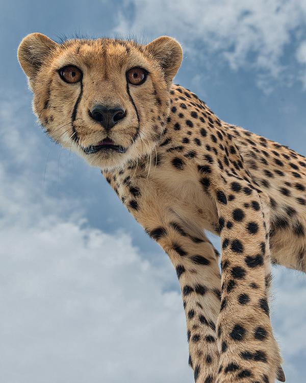 Close up of a cheetah taken in Serengeti National Park Tanzania East Africa tour guided vehicle