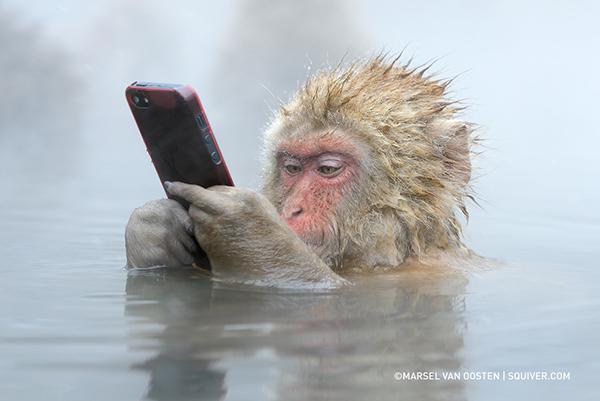 A macaque steals and plays with an iPhone in Jigokudani Monkey Park Japan Yamanouchi, Shimotakai District, Nagano Prefecture, Japan