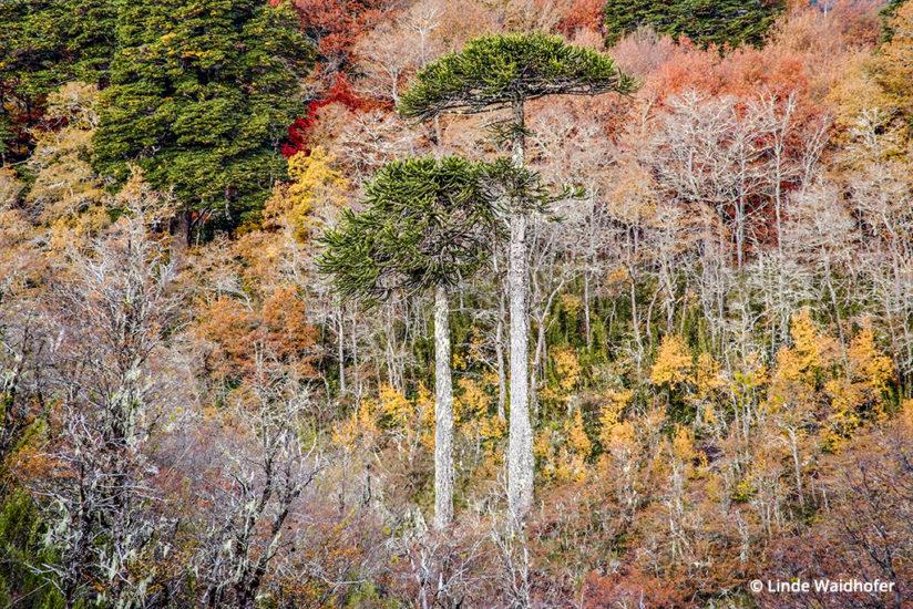 Although not shot in Patagonia, but just to the north, in the Conguillio National Park, this is a classic autumn forest scene from southern Chile. The tall trees are Araucaria that grow up to 130 feet tall, and are sometimes called living fossils because this species evolved in the age of dinosaurs. The Araucaria are surrounded by Roble (oak) and Raulí (another southern hemisphere beech tree). 2 sec at ƒ22, ISO 400, 135mm (28-135mm lens) on a tripod.