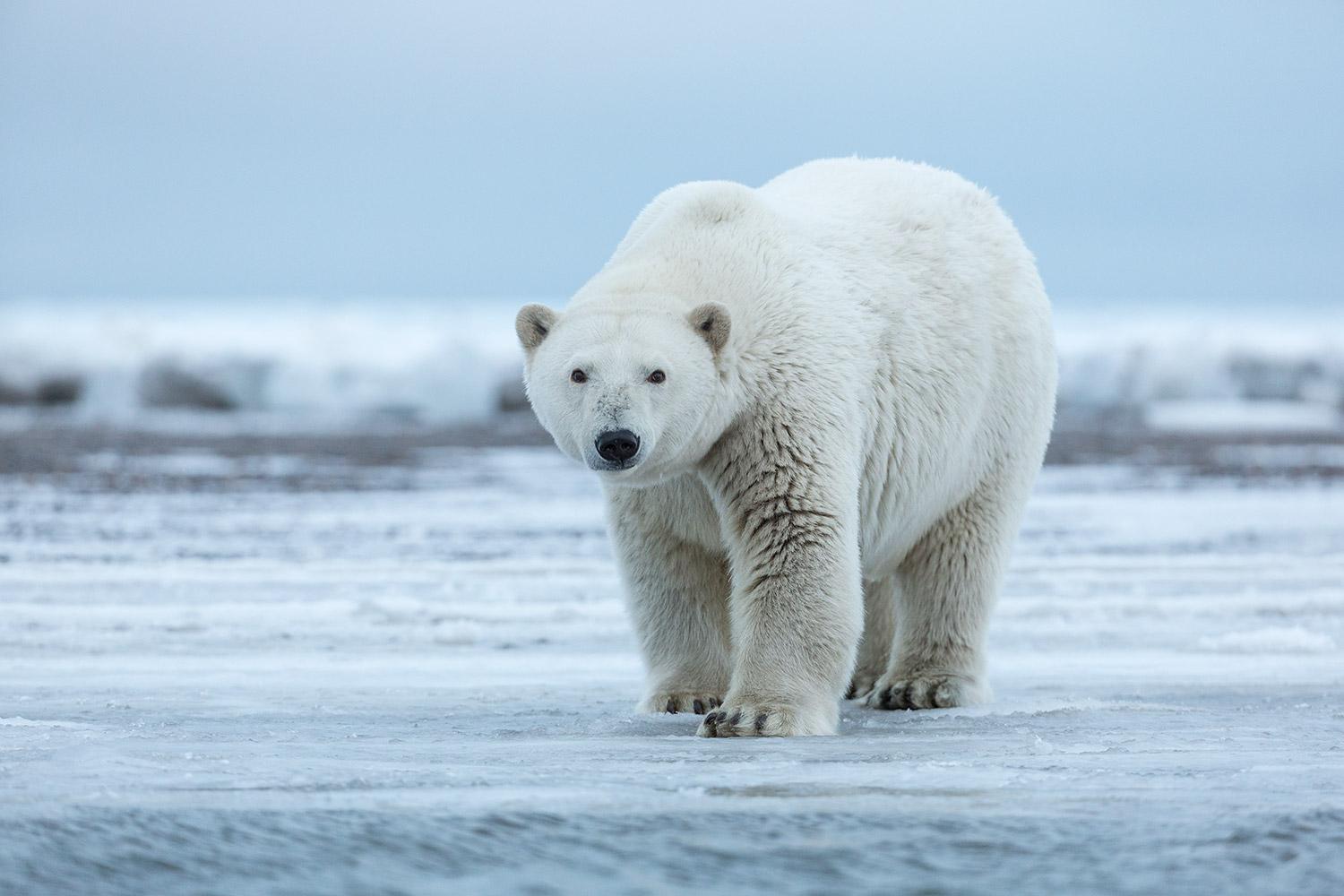 Polar Bears Arctic National Wildlife Refuge Outdoor Photographer