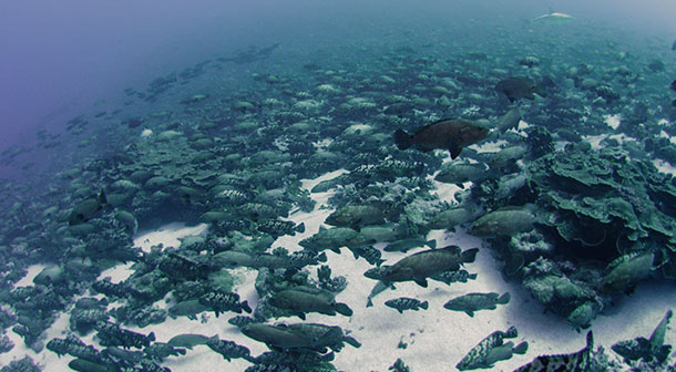 Thousands of marbled grouper gather in a narrow channel in French Polynesia to spawn. Image courtesy Khaled bin Sultan Living Oceans Foundation.