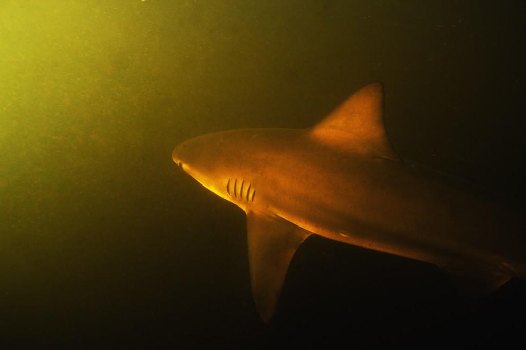 Moments after photographing this bull shark in Rio Sirena, a crocodile tried to snatch my camera out of my hands.