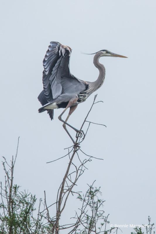 Today’s Photo Of The Day is “Balancing Act” by Bonnie Marquette. Location: Baton Rouge, Louisiana.