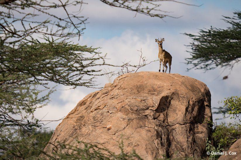 Klipspringer, Samburu National Park - micro four thirds tips