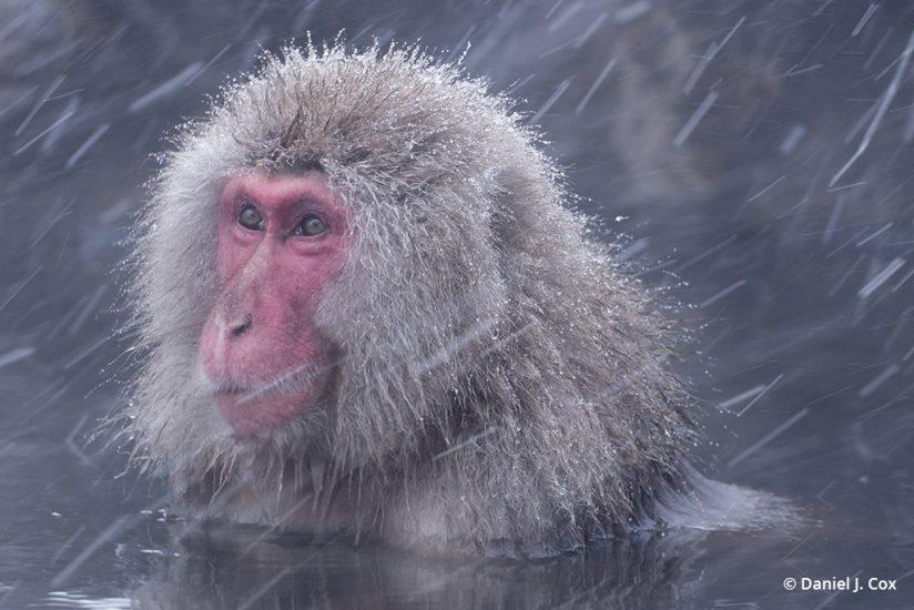 Japanese macaque - micro four thirds tips