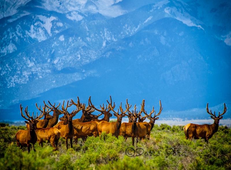 Today’s Photo Of The Day is “Lots Of Antlers” by Doris Ford. Location: Great Sand Dunes National Park and Preserve, Colorado.