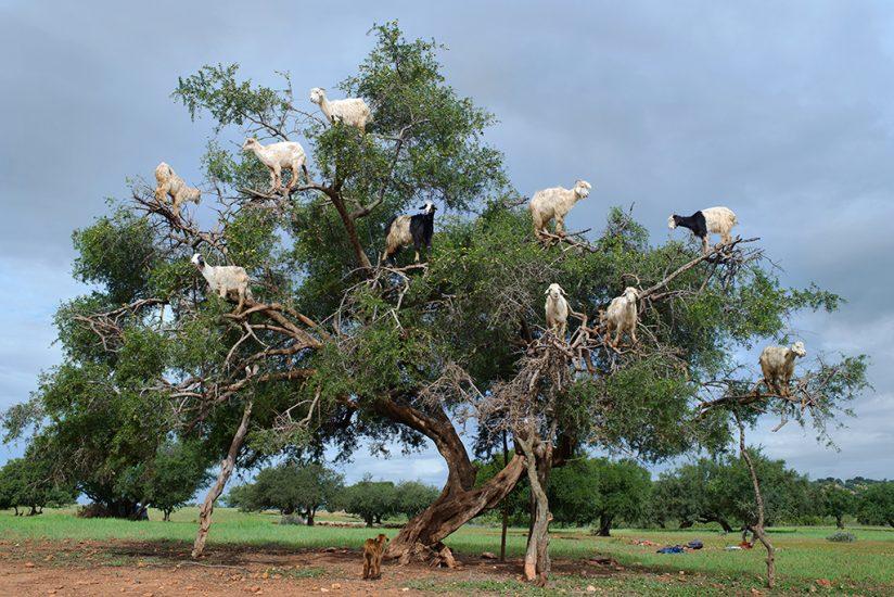 Last Frame: Goats Gone Wild