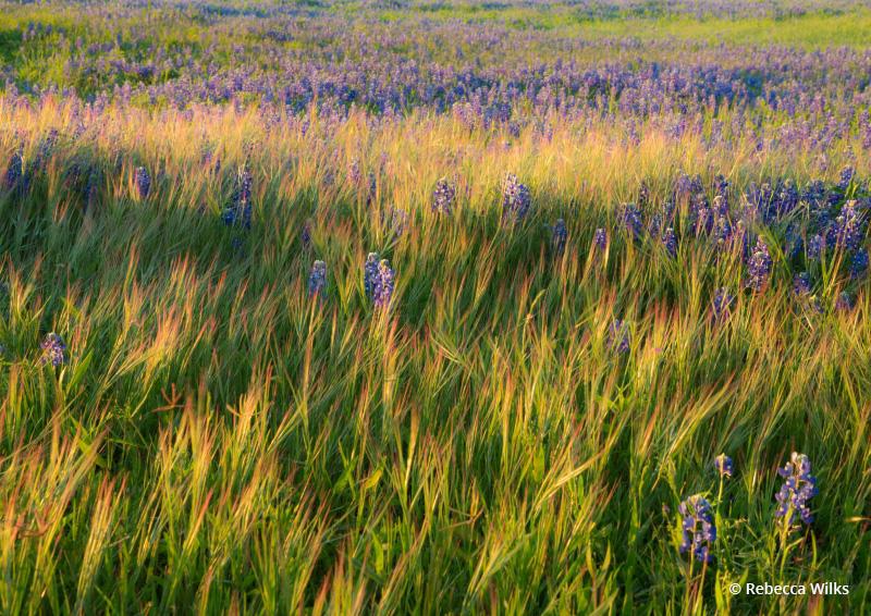 Today’s Photo Of The Day is “Golden Grass” by Rebecca Wilks. Location: Turkey Bend Recreation Area, Texas.
