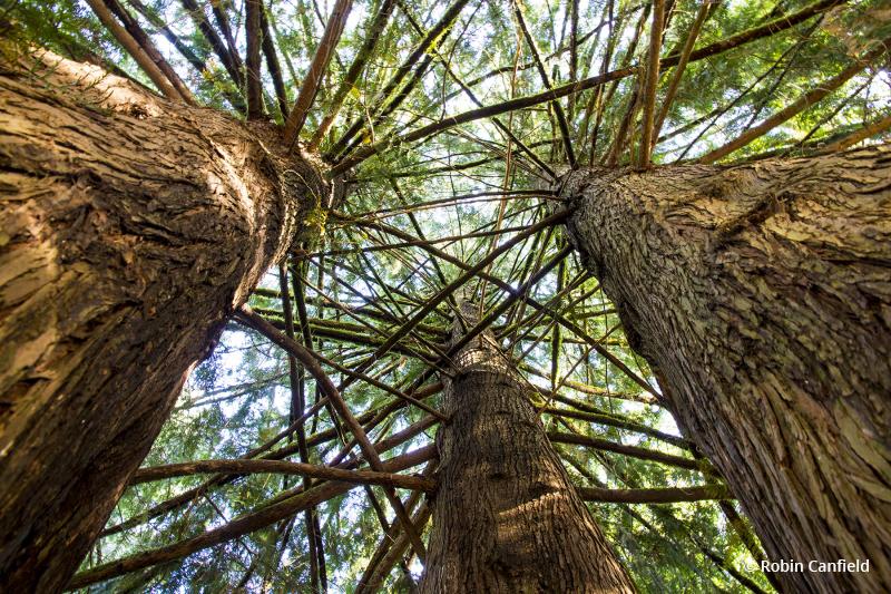 Today’s Photo Of The Day is Trunk To Sky In The Pacific Northwest By Robin Canfield. Location: Ed Grenfell County Park, Yamhill County, Oregon. 
