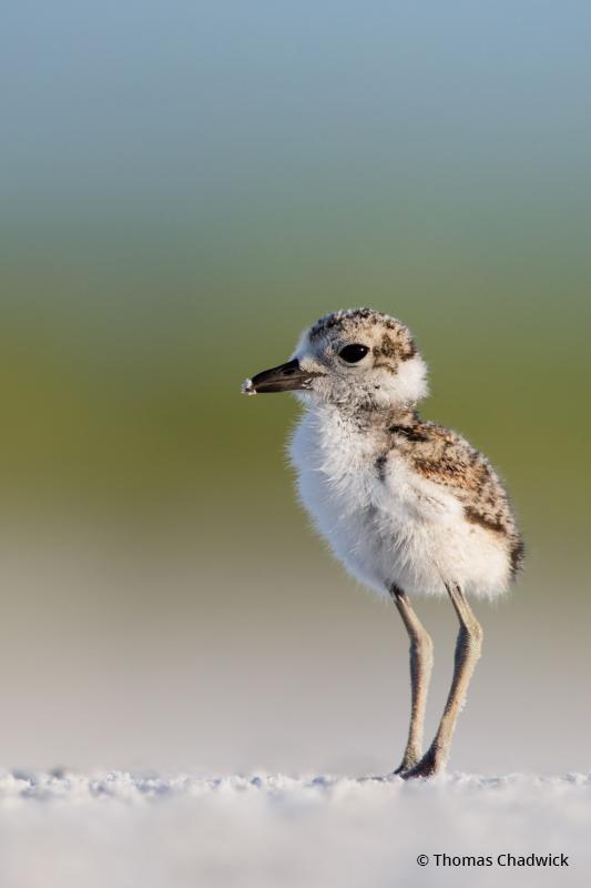 Today’s Photo Of The Day is Wilson’s Plover Chick by Keith Walters. “I arrived before sunrise to locate one of the Wilson Plover families.