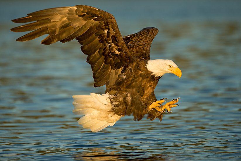 From "wild_life: Bald Eagles Dive-Bomb for Dinner," which premieres Wednesday, Aug. 10