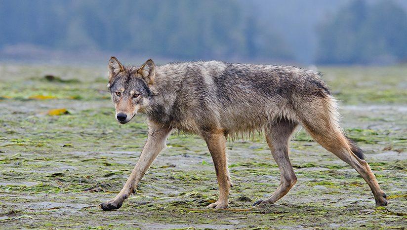 Coastal grey wolf (Canis lupus), alpha female hunting, Vancouver Island, British Columbia, Canada.