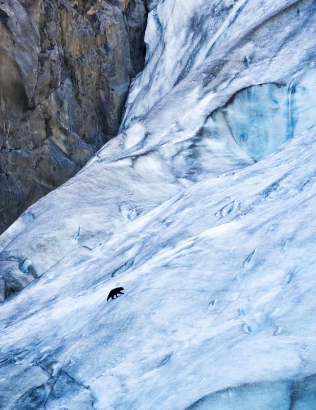 Today’s Photo Of The Day is “Black Bear On Exit Glacier” by Dawn Wilson. Location: Kenai Fjords National Park, Alaska. 