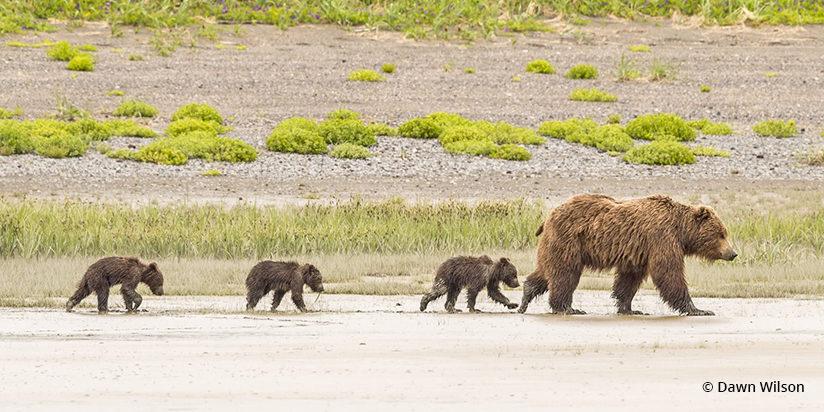 Bear Family on a Stroll By Dawn Wilson —Lake Clark National Park, Alaska
