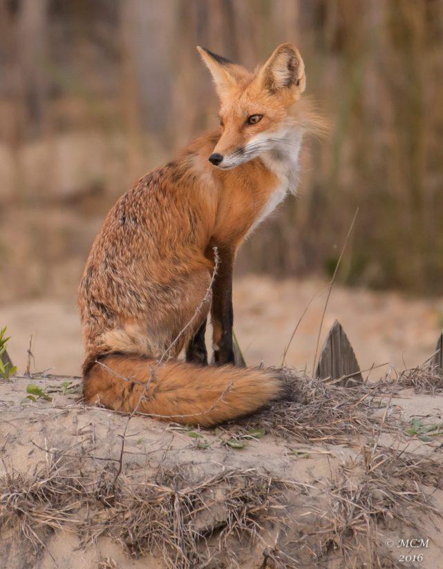 Today’s Photo Of The Day is “Fox on the Dune” by Mary Catherine Miguez. 