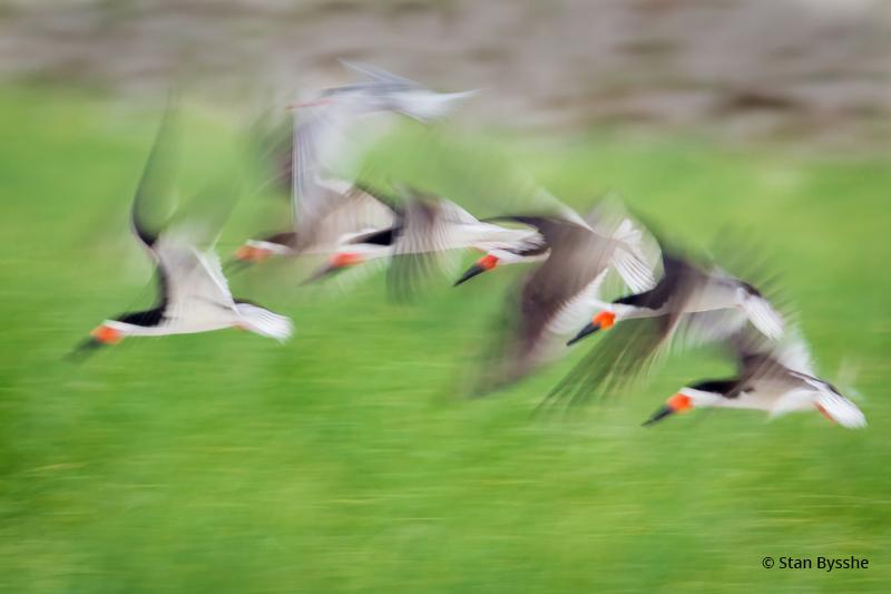 Today’s Photo Of The Day is “Skimmers” by Stan Bysshe.
