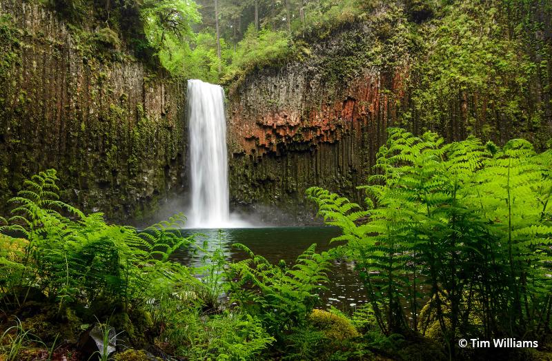 Today’s Photo Of The Day is “Spring Awakening At Abiqua” by Tim Williams. Location: Abiqua Falls, Oregon.