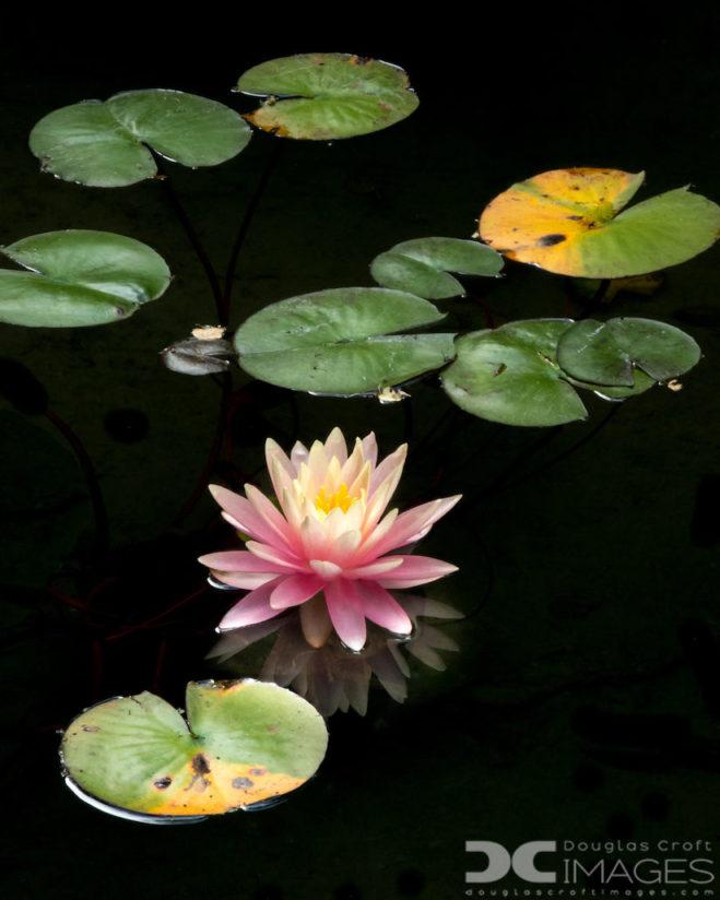 Today’s Photo Of The Day is “Water Lily” by Douglas Croft. 