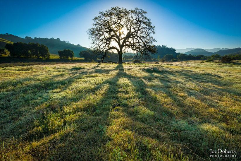 Today’s Photo Of The Day is “Tree of Life” by Joseph Doherty. Location: Malibu Creek State Park in the Santa Monica Mountains National Recreation Area, Los Angeles, CA.