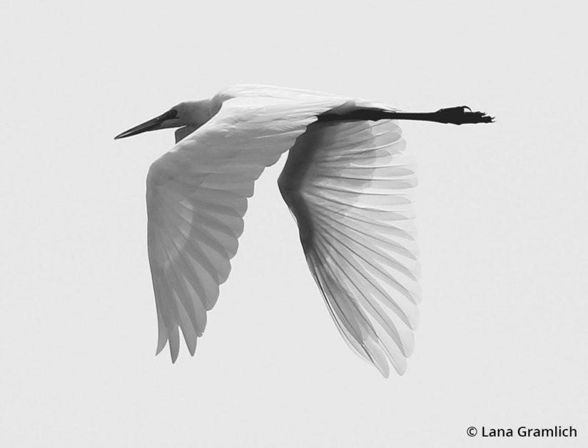 Today’s Photo Of The Day is “Great Egret” by Lana Gramlich. Location: Big Branch Marsh National Wildlife Refuge, Louisiana.