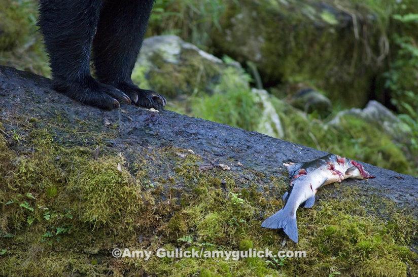 In the Tongass National Forest of Alaska, bears play a significant role in spreading nutrient-packed salmon carcasses throughout the forest. Scientists have discovered a marine nitrogen in trees near spawning streams that links directly back to the fish. ©Amy Gulick/amygulick.com