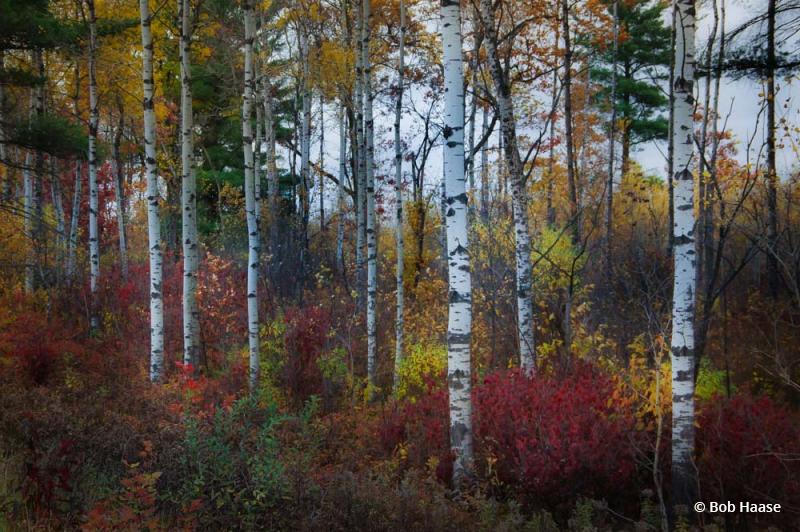 Today’s Photo Of The Day is “Accents Of Fall” by Bob Haase. Location: Hazerhurst, Wisconsin.