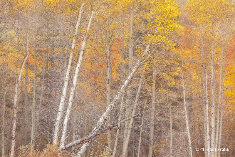 Today’s Photo Of The Day is Autumn Tango by Charlotte Gibb. Location: Eastern Sierra Nevada Mountain Range, California. 