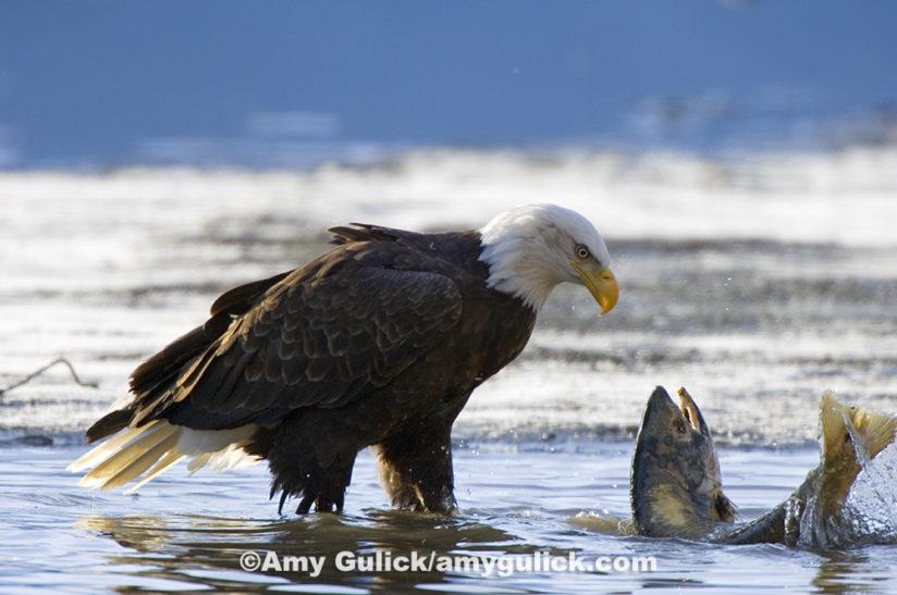 In the Tongass National Forest of Alaska, wild salmon provide food for many different species. Due to the abundance of salmon, the Tongass boasts the world’s highest nesting density of bald eagles, as well as some of the world’s highest densities of both brown and black bears. ©Amy Gulick/amygulick.com