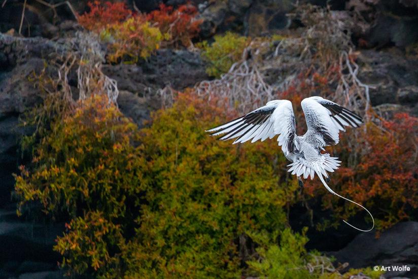 Red-billed Tropicbird hovers among the rocky cliffs of the Galápagos Islands. 