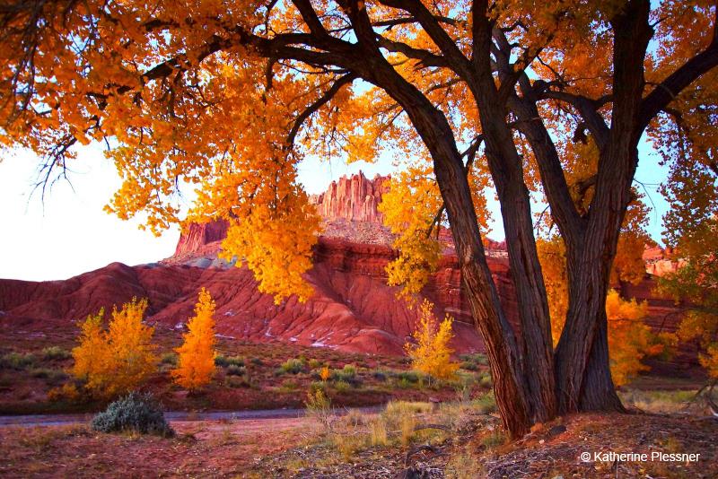 Today’s Photo Of The Day is “Colors Of Fall” by Katherine Plessner. Location: Capitol Reef National Park, Utah.
